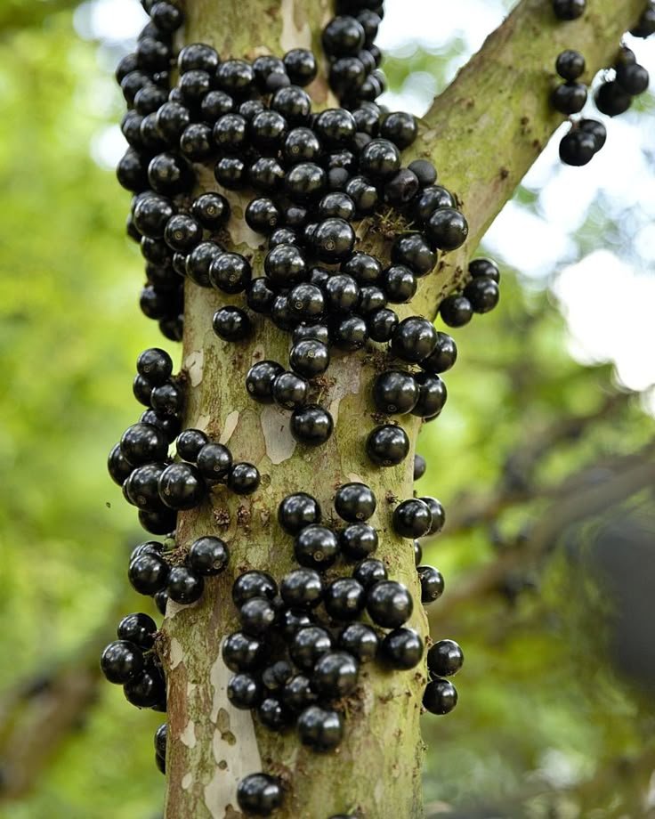 Frutos de jabuticaba em um tronco de jabuticabeira